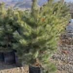 Pine sapling in a transplant bucket.