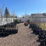 Anderson Tree Co