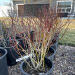 Pussy Willows