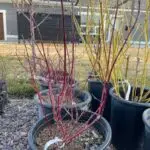 Red Twig Dogwood