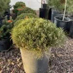 Mugho Pine