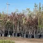 Trees!
