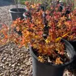 Goldflame Spirea