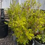 Burning Bush